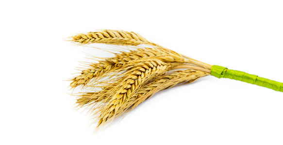 小麦在白色背景上孤立的耳朵
