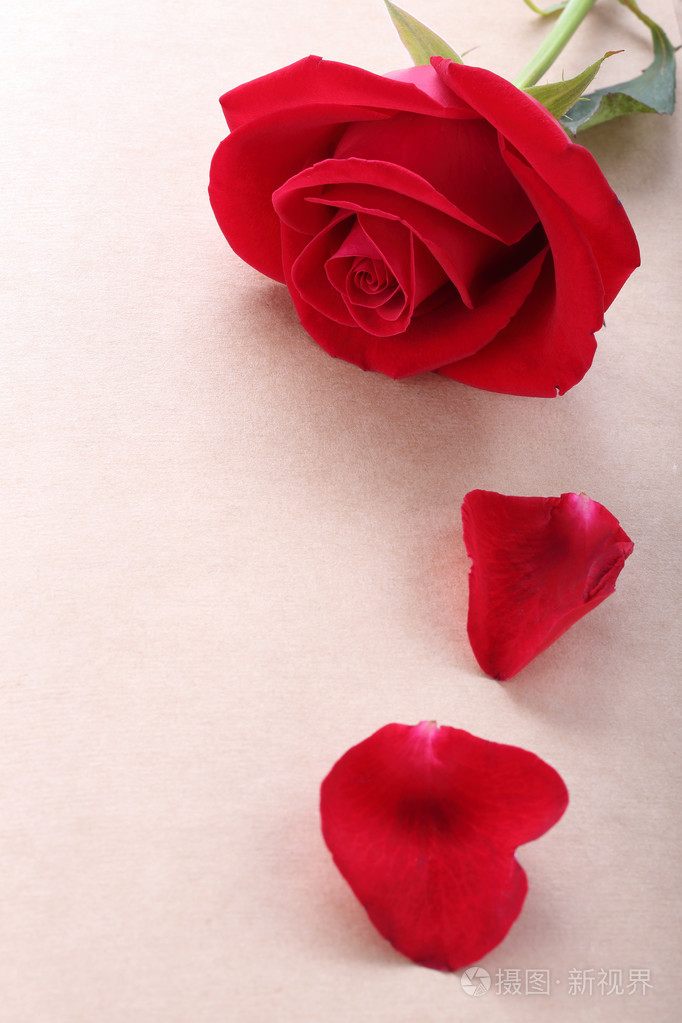 红色玫瑰花创意张空白的纸页上的