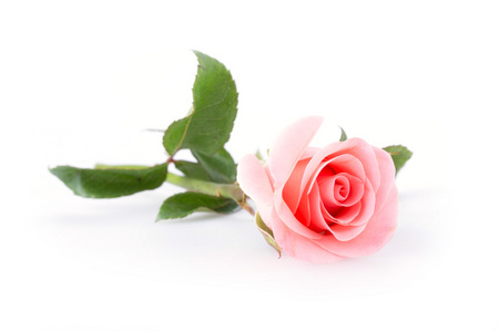 白色背景上的粉红色玫瑰花