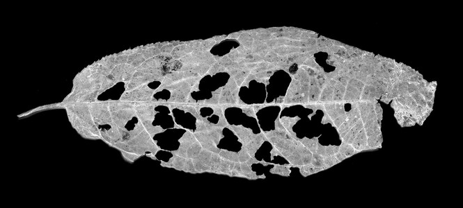 叶被害虫吃掉图片