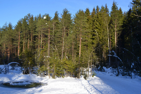 冬季森林