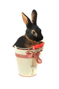 兔子坐在一桶