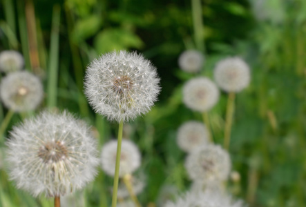 野花蒲公英绿色草地上