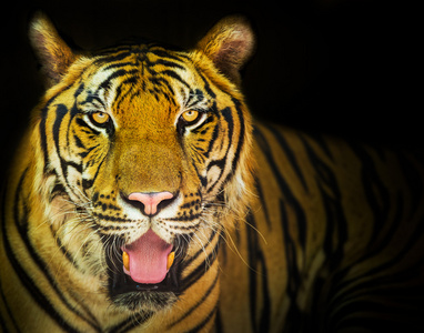 一只老虎准备攻击看着你