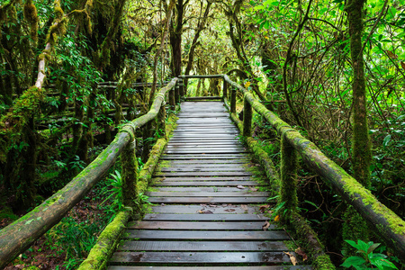 在茵他侬 nat ang ka 曲径通幽的美丽雨森林照片
