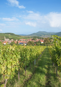 葡萄酒在德国酒路线，莱茵兰普法尔茨，德国的 Birkweiler 村
