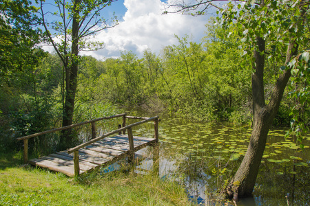 桥梁在绿色的池塘
