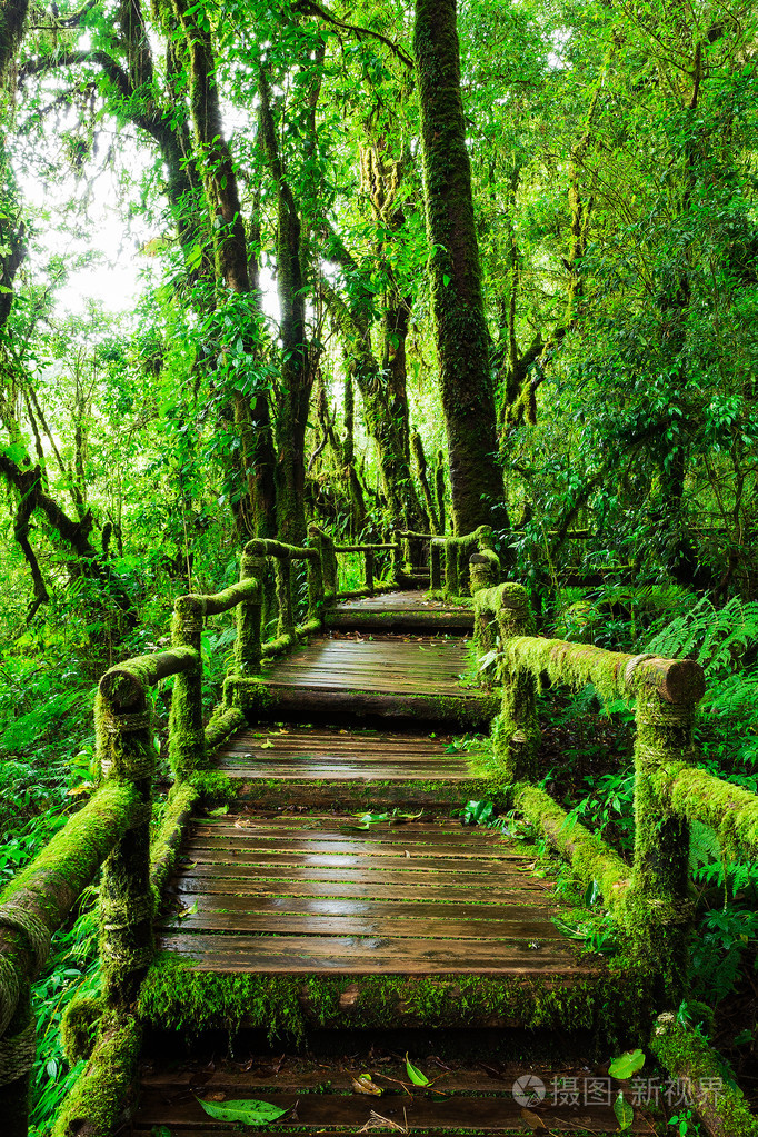 在茵他侬natangka曲径通幽的美丽雨森林