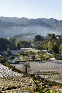 在泰国的水培蔬菜种植园