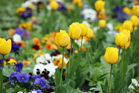 黄色的郁金香花花园春天