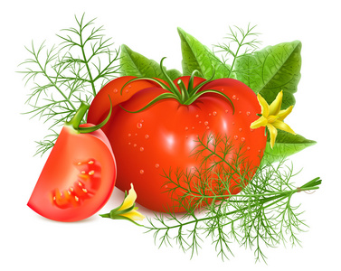 红色成熟的西红柿，用莳萝