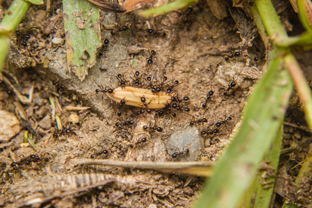 携带木材的黑蚂蚁图片