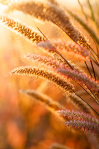 Foxtails 草下阳光 特写的选择性焦点