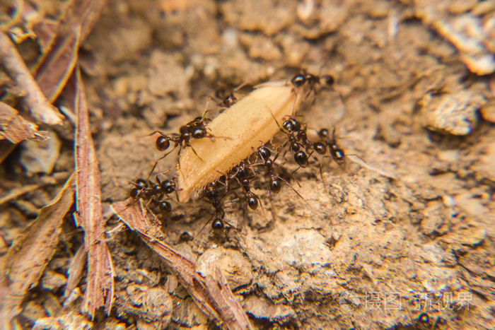 黑蚂蚁军队运送粮食