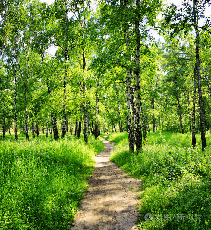 那天阳光明媚的白桦林.在夏天的绿色树林