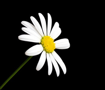 宏拍摄的白色的雏菊花