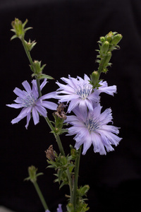 chcory, Cichorium intybus, 被隔绝的