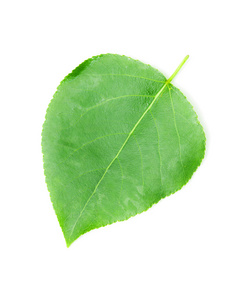 绿叶白底照片
