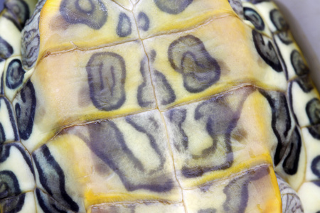 巴西龟腹部标记照片