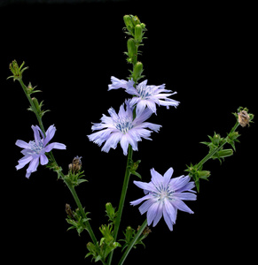 chcory, Cichorium intybus, 被隔绝的