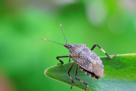 亚麻皮肤椿象照片