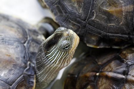 巴西龟乌龟头照片