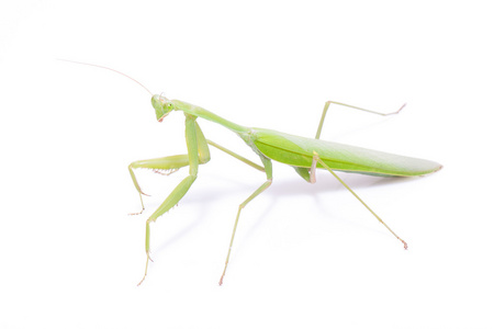 孤立在白色背景上的绿色螳螂摄影图