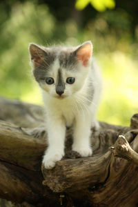 灰色的小猫站在树桩上