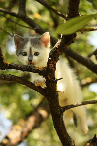 可爱的小小猫爬树枝在夏天