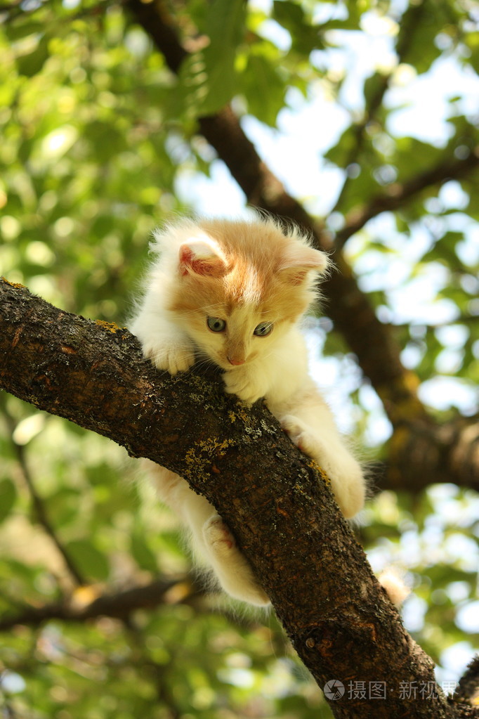可爱的小猫坐在树枝上