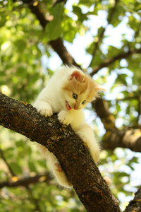 可爱的小猫坐在树枝上