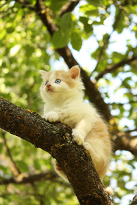 可爱的小猫坐在树枝上