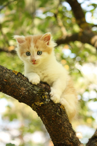 可爱的小猫坐在树枝上