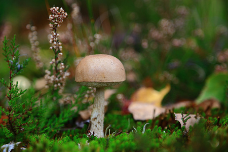 孤独的棕色蘑菇