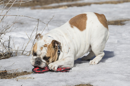 白色的牛头犬玩雪