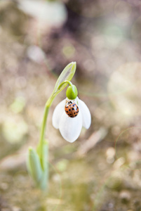 雪花莲春花与瓢虫