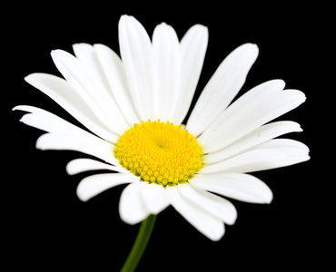 黑色白菊花花