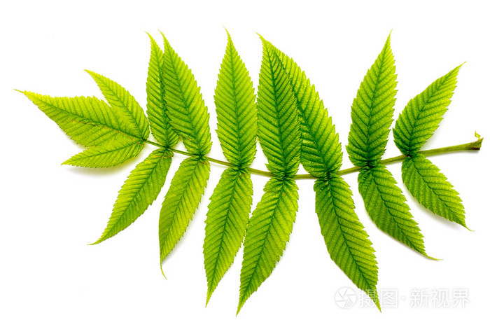 蕨类植物叶子在白色