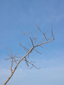 落叶树在蓝蓝的天空下图片