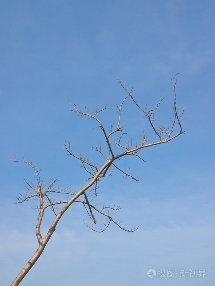 落叶树在蓝蓝的天空下
