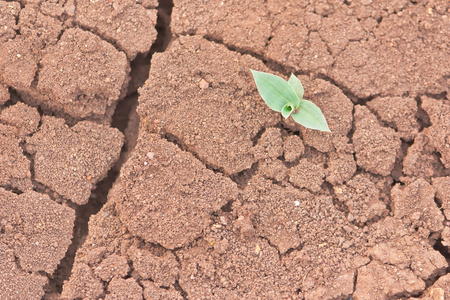 秸秆的拖车拍摄的嫩草芽在干旱的土地上照片