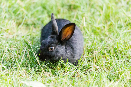 黑兔子在草地上