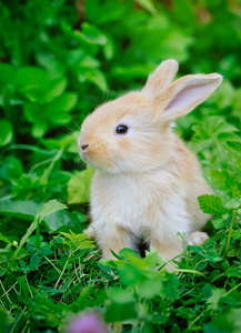 在绿色草地上的小 rabbiti