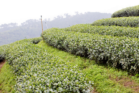 绿茶叶种植园景观