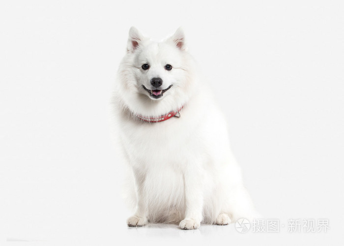 狗 日本白 施皮茨在白色背景上照片 正版商用图片1iq1 摄图新视界 狗 日本白 施皮茨在白色背景上照片 正版商用图片1iq1 摄图新视界