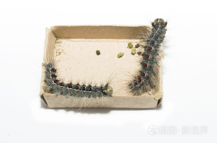 舞毒蛾幼虫