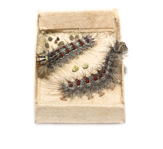 舞毒蛾幼虫关于丝虫茧蛹蚕夏天的蝴蝶虫蛹蛹蛹或丝虫茧组黄色的海伦