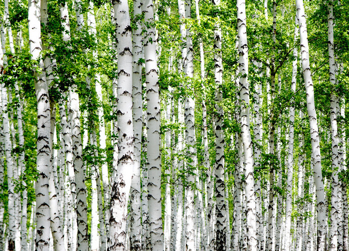 森林中的白桦树
