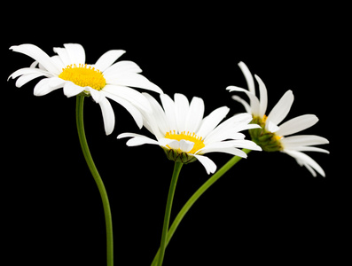 白色雏菊花