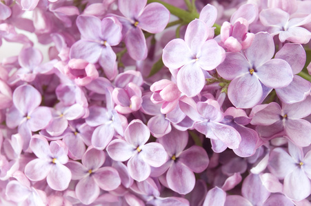 紫丁香鲜花背景